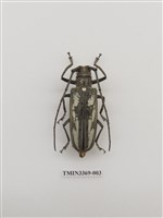 藏品(牛島氏大天牛)的圖片